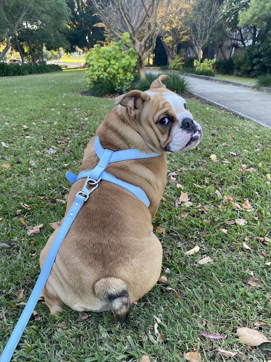 Customer photo review of HARNESS - Soft Blue