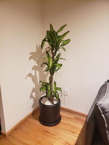 Customer photo review of Palo de Brasil