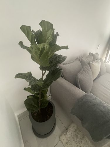 Customer photo review of Ficus Lyrata (Pandurata)