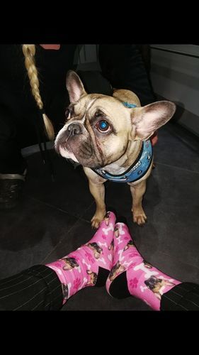 Customer photo review of Personalisierte Hundesocken