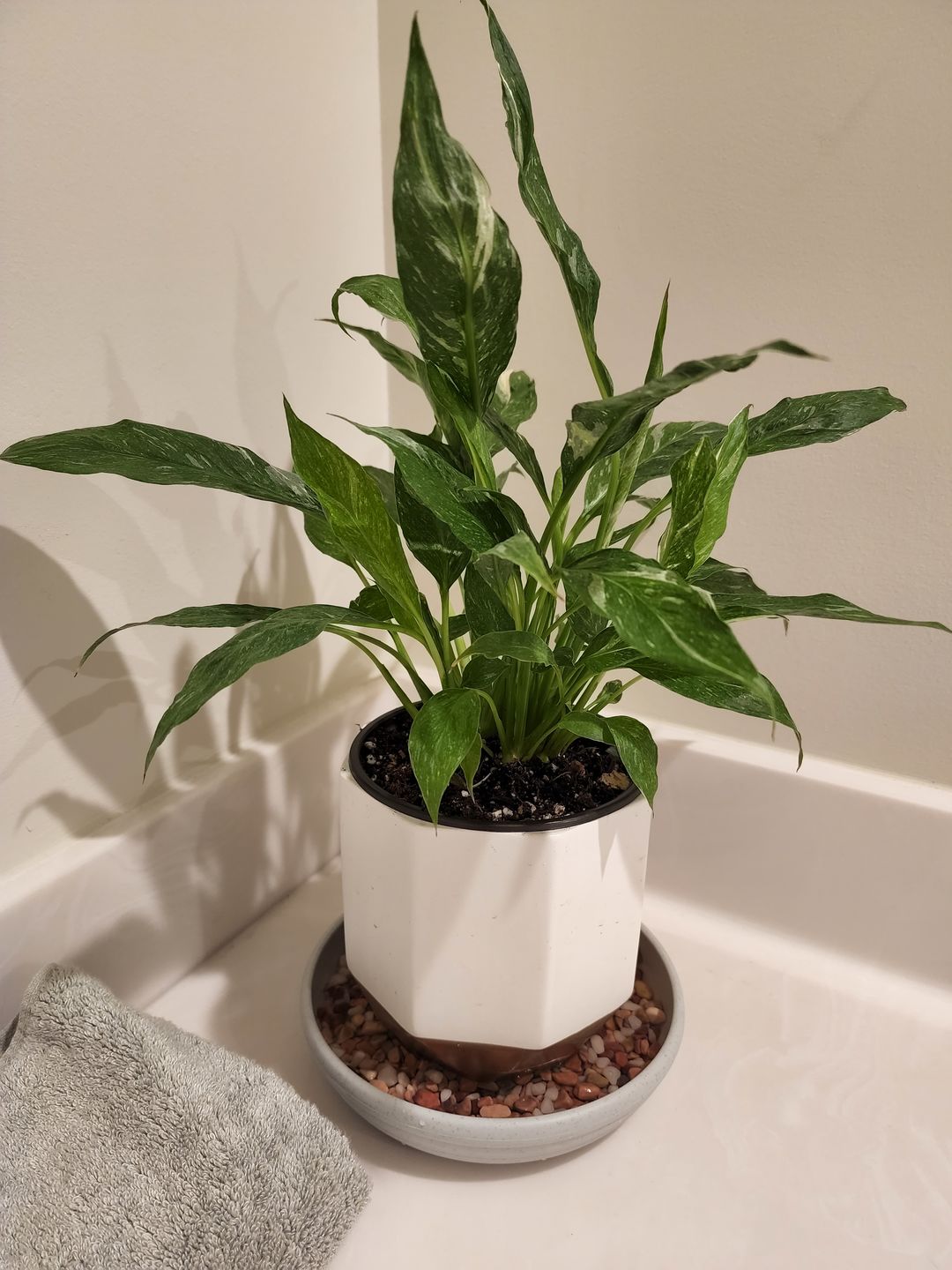 Customer photo review of 4" Spathiphyllum 'Domino'