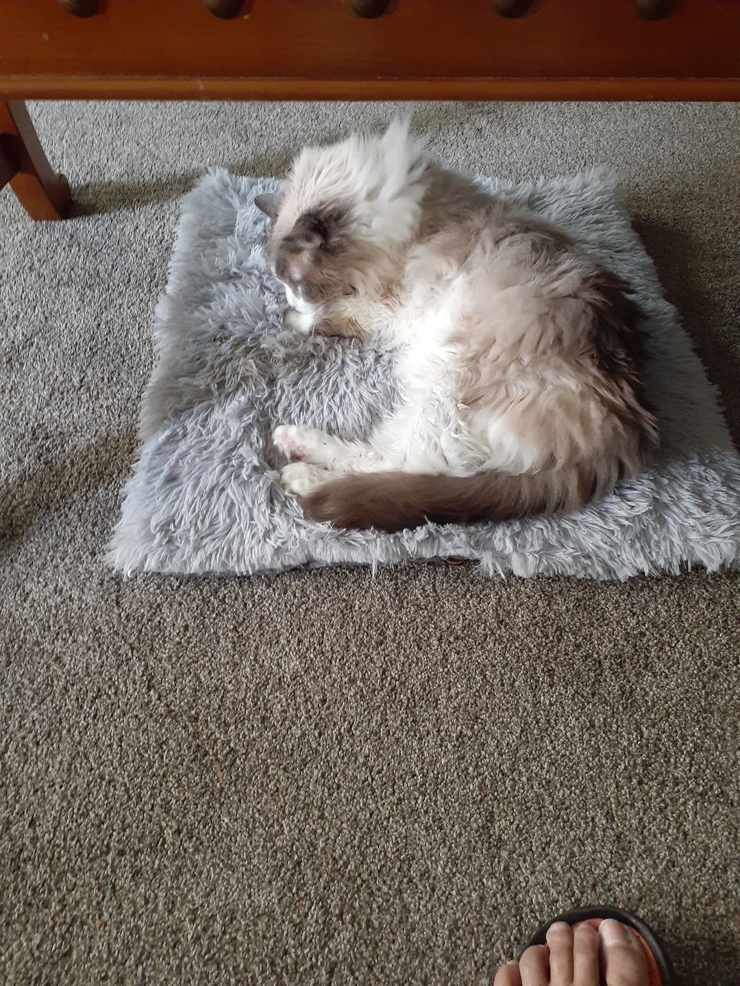 Customer photo review of 2-in-1 Soothing Cat Bed