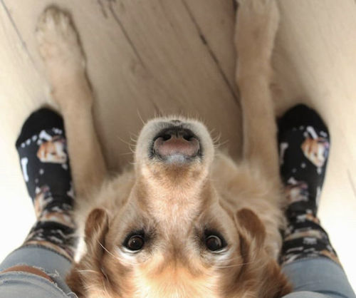 Customer photo review of Personalisierte Hundesocken