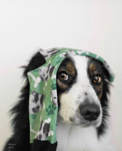 Customer photo review of Personalisierte Hundesocken