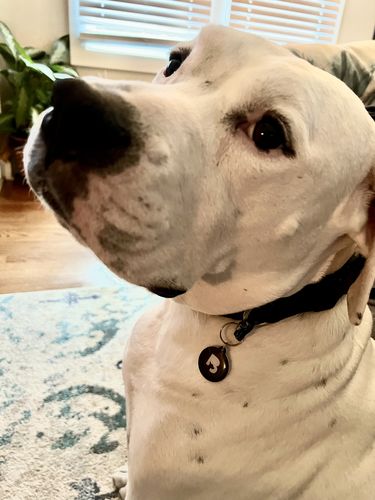 Customer photo review of Black