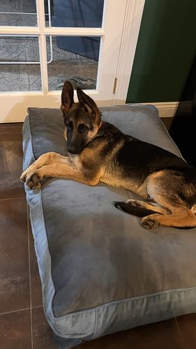 Customer photo review of Cama Para Perro Modelo Origen Kuapets Gris - Azul Petróleo