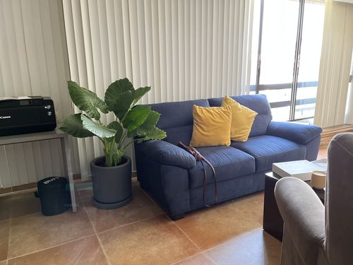 Customer photo review of Hoja Elegante