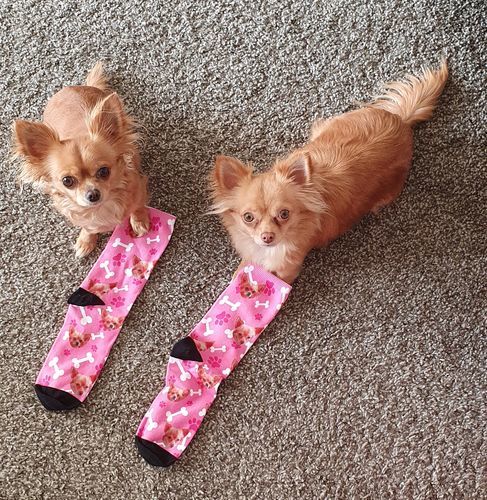 Customer photo review of Personalisierte Hundesocken