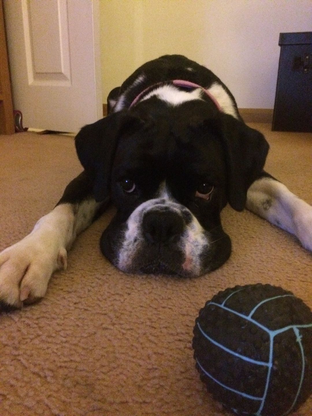 Customer photo review of Dog Spray