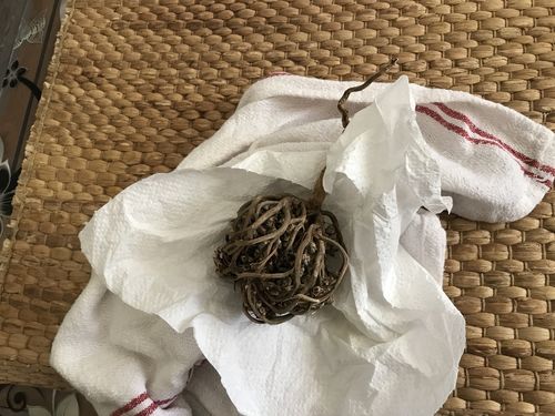 Customer photo review of Rose de Jericho • Chajarat Mariam