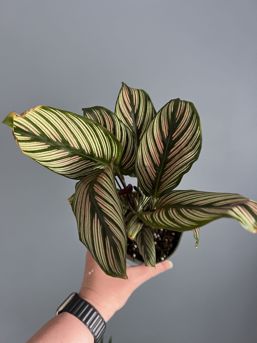 Customer photo review of 4" Calathea majestica 'White Star'
