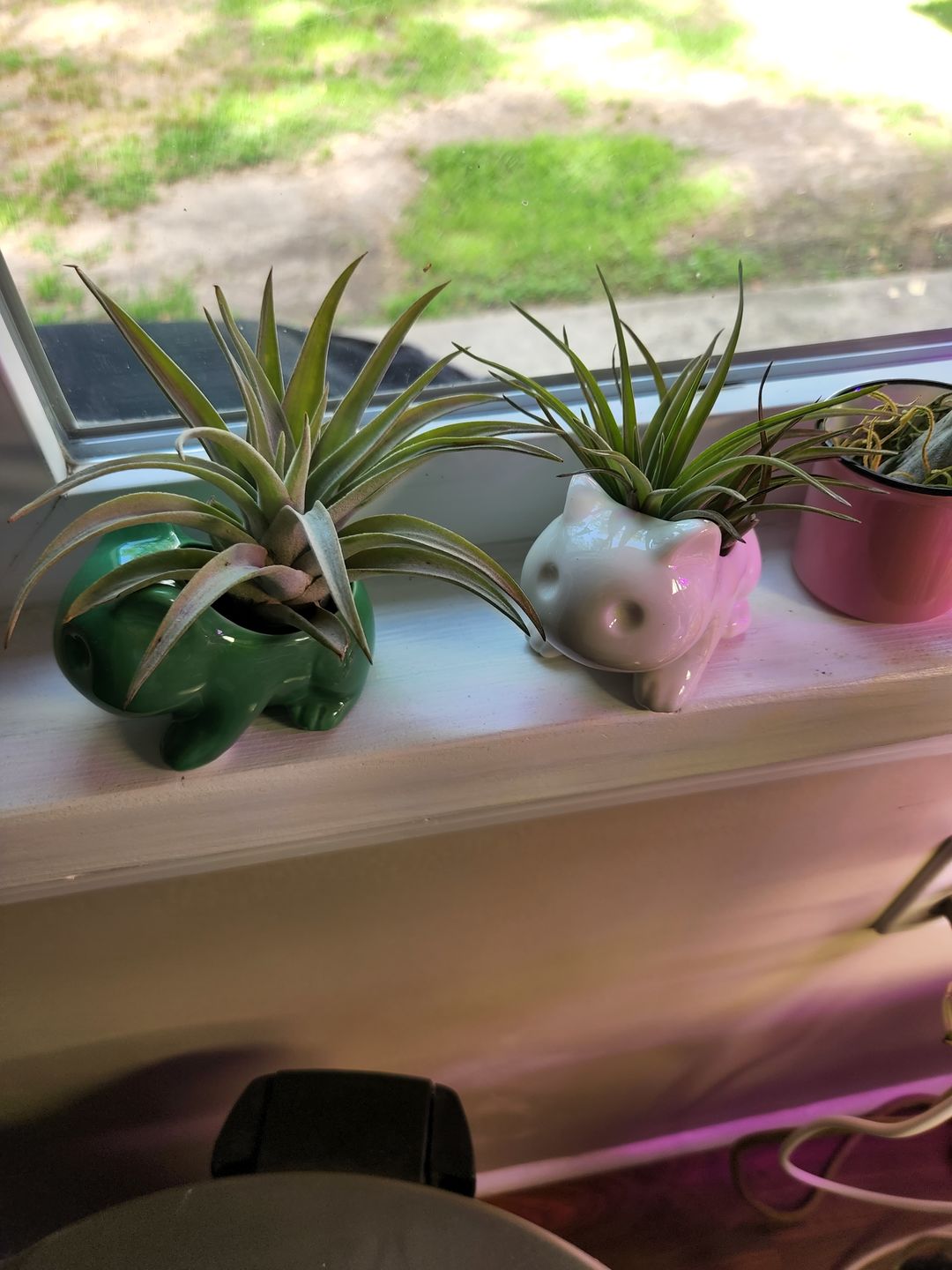 Customer photo review of Bulbasaur Planter  (Includes Drainage Hole For Non Air Plants)