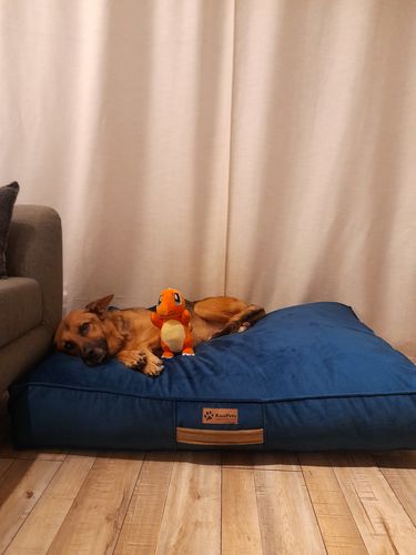 Customer photo review of Cama Para Perro Modelo Origen Kuapets Azul