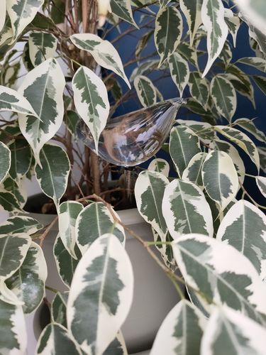 Customer photo review of Mon petit oiseau - Le Jardin de Mamie®