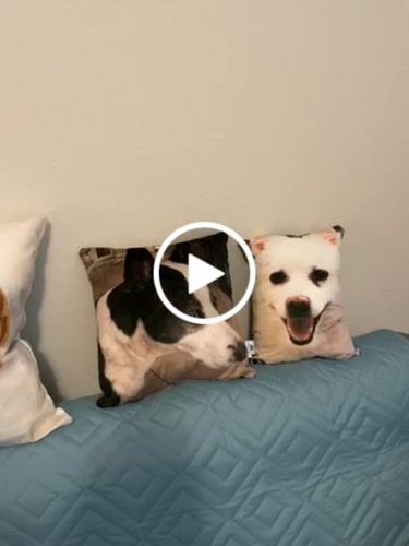 Customer video review of Create A Custom Dog Pillow