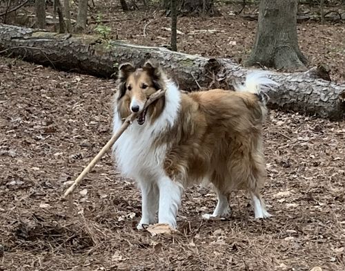Customer photo review of Omega 3-6-9 Select Soft Chews with Krill for Dogs - 60 & 120 Count