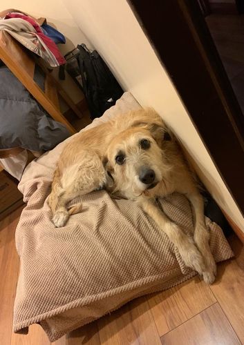 Customer photo review of Cama Para Perro Modelo Origen Kuapets Gris Jaspeado - Negro