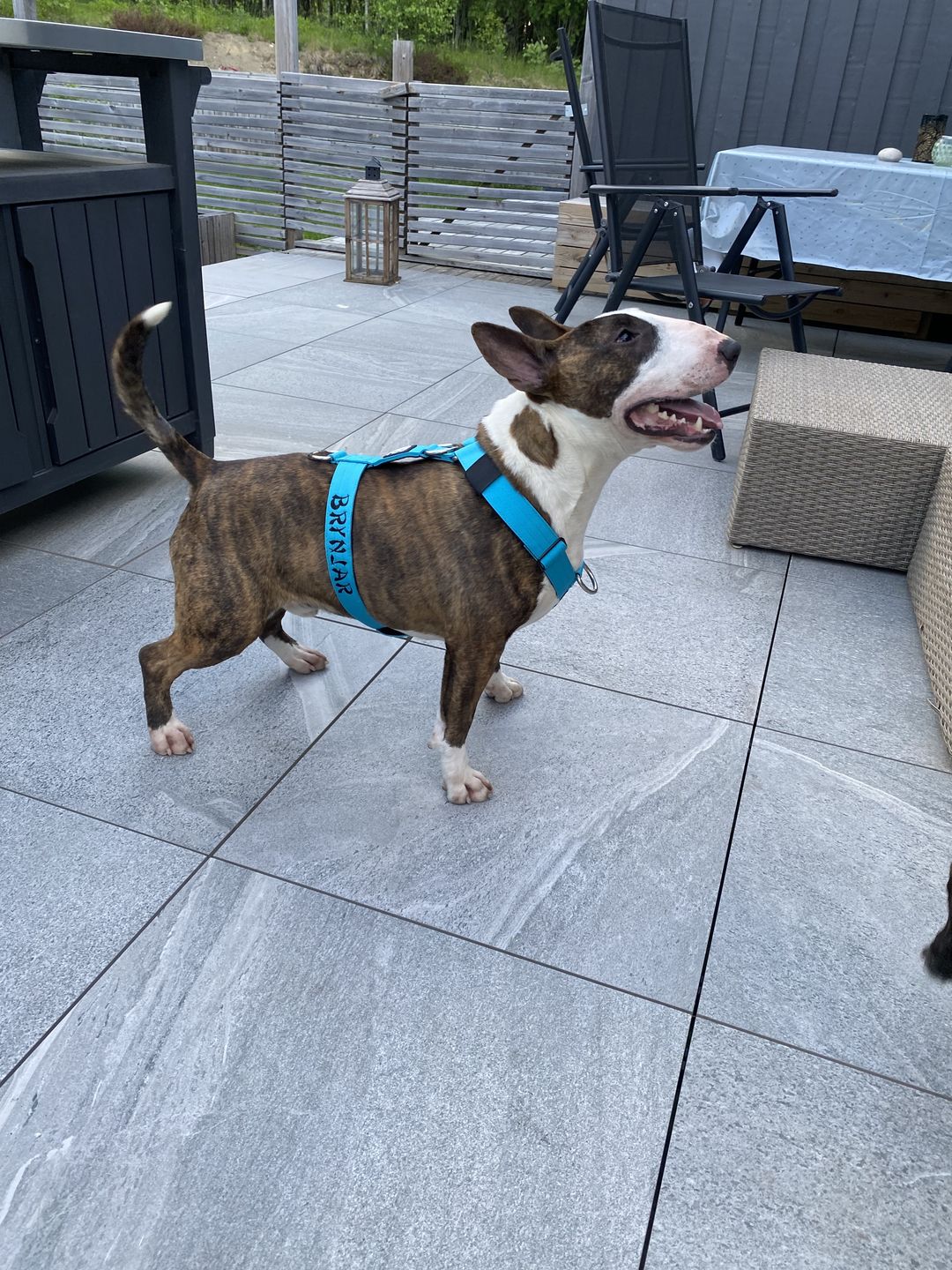 Customer photo review of TRI-Harness® | Anti-Pull, Adjustable & Durable - Dog Trainers Choice -  Light Blue v2.0
