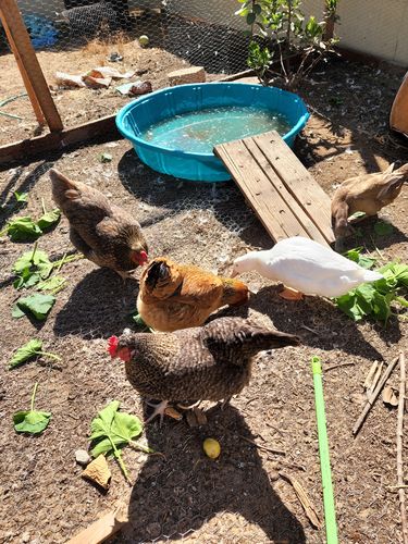 Customer photo review of GrubTerra Dried Larvae