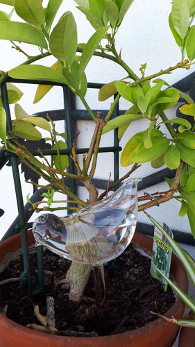 Customer photo review of Mon petit oiseau - Le Jardin de Mamie®