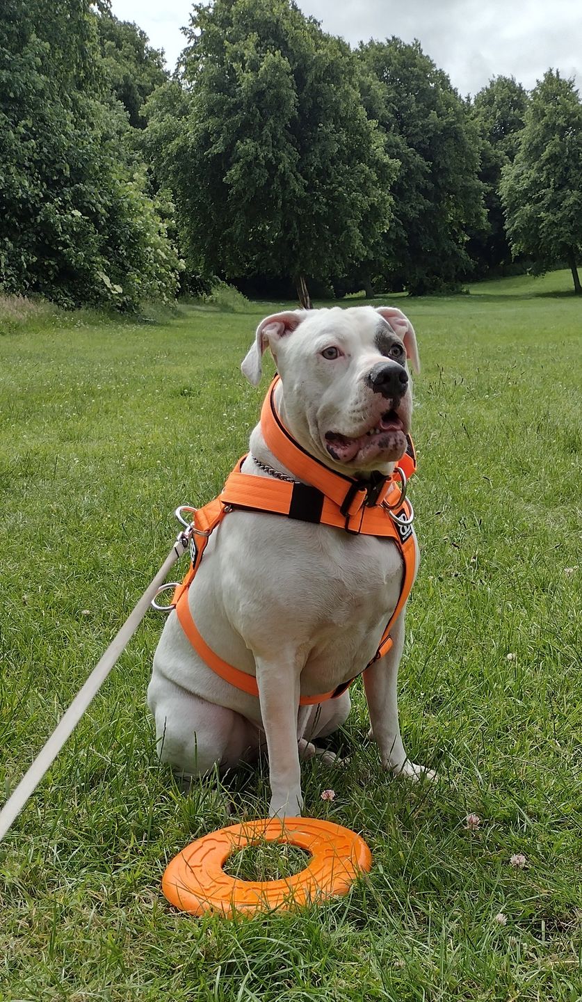 Customer photo review of 4cm Combat® Collar | With Handle & Rated Clip - Orange v2.0
