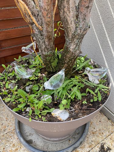 Customer photo review of Mon petit oiseau - Le Jardin de Mamie®
