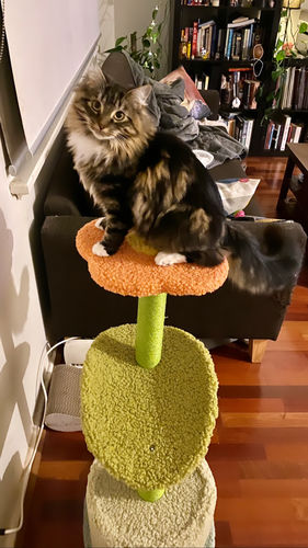 Customer photo review of Two Climbing Level Sisal Cat Scratching Tree