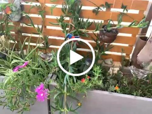 Customer video review of Mon petit oiseau - Le Jardin de Mamie®