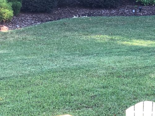 Customer photo review of Triad Select 3-Way Herbicide