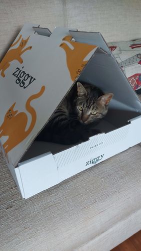 Avis photo d'un client sur Croquettes Chat Stérilisé Sans Céréales - Poulet