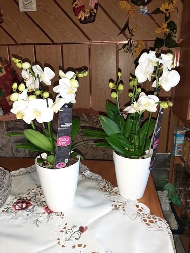 Customer photo review of Orchideen Überraschung + Übertöpfe