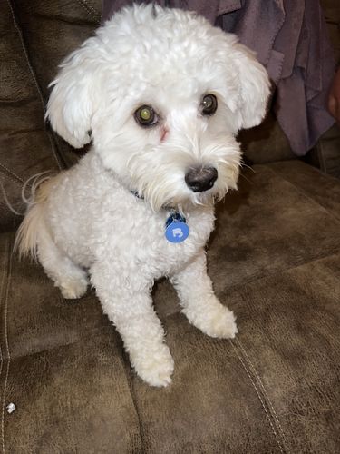 Customer photo review of Blue