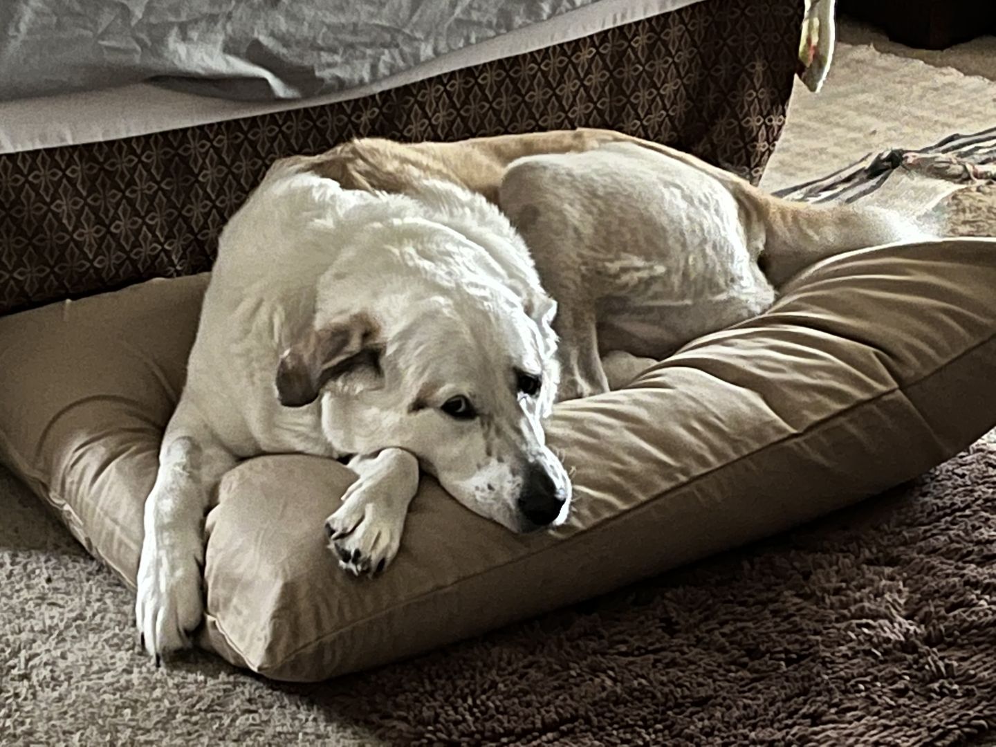 Customer photo review of NaturoPet Natural Pet Bed - Natural Virgin Wool & Organic Cotton Covers