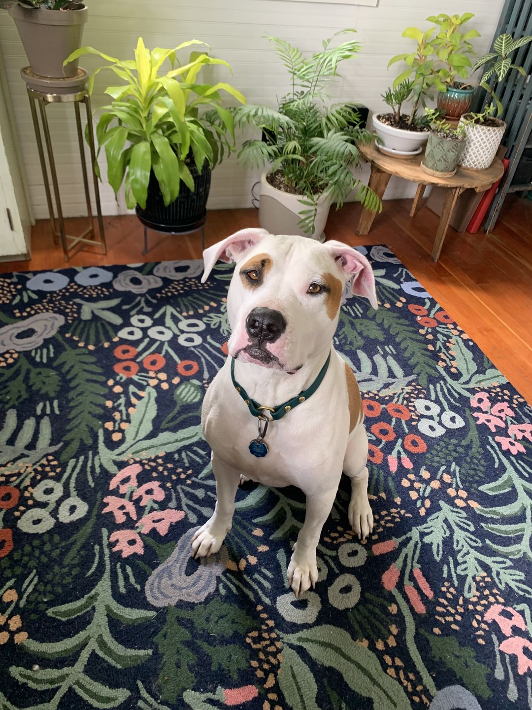 Customer photo review of House Collar