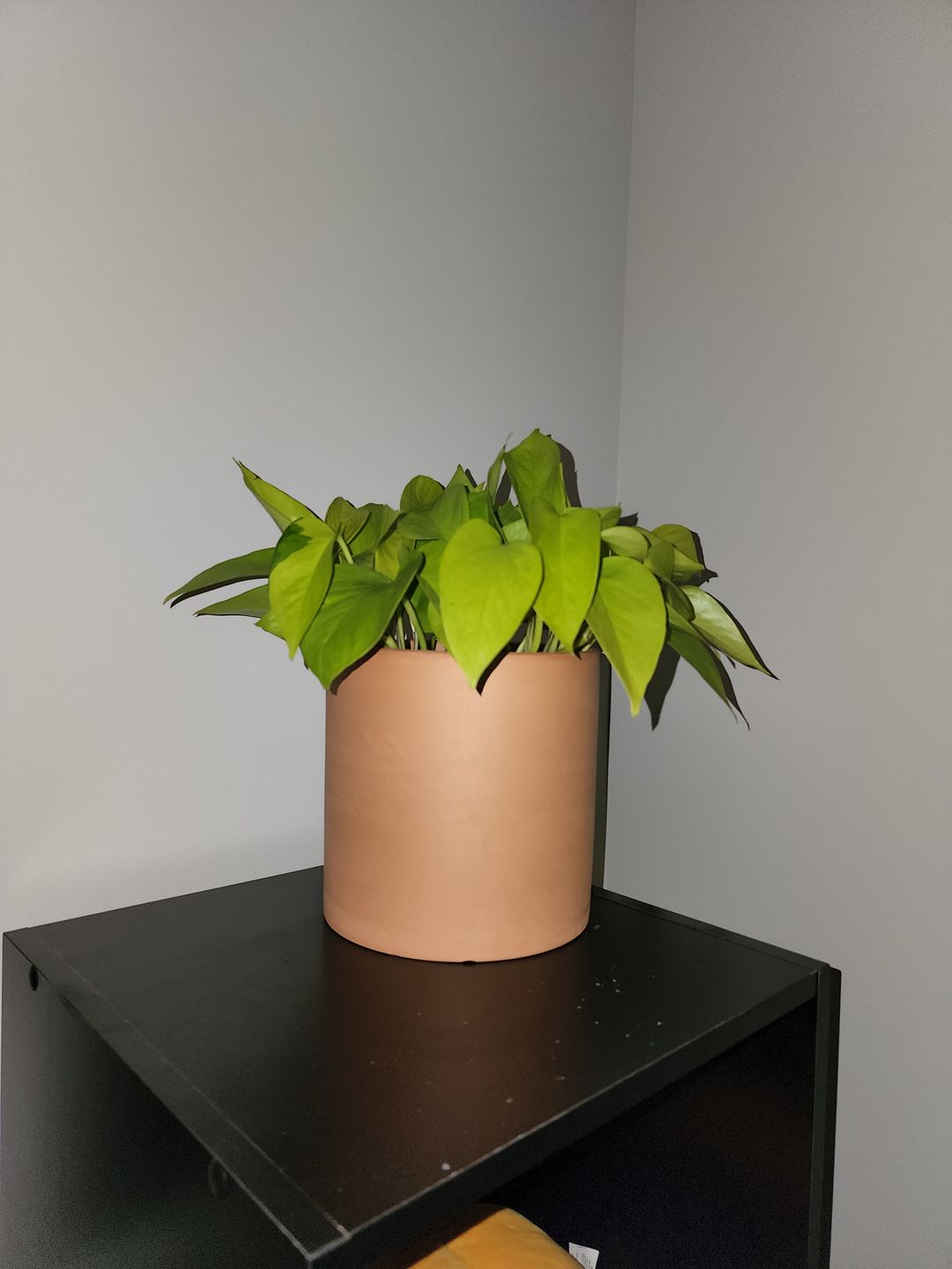 Customer photo review of 4" Pothos Epipremnum aureum 'Neon'