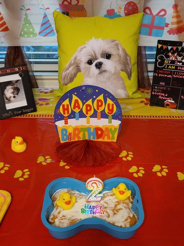 Customer photo review of Custom Pet Couch Pillow with Cover
