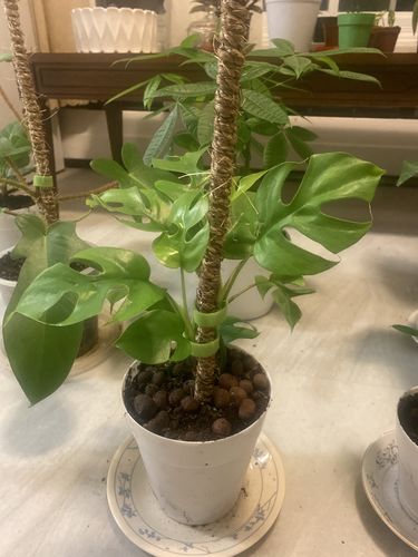 Customer photo of The Original Bendable Coir Pole™ - Best Seller (Tape Included) from Sarah R.
