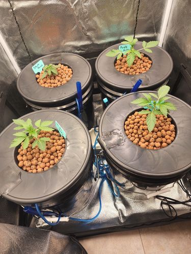 Customer photo review of Root Spa DWC 4 Bucket System with Air Pump (5 Gallon Buckets)