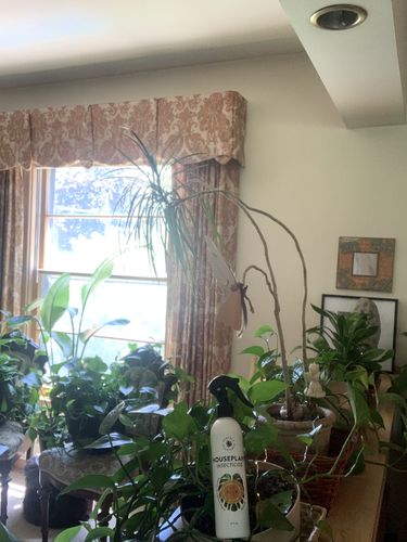 Customer photo review of Houseplant Insecticide w/ Neem