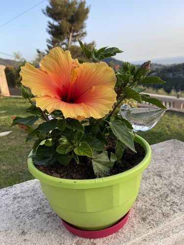 Customer photo review of Mon petit oiseau - Le Jardin de Mamie®