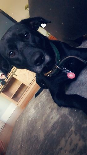 Customer photo review of Pink