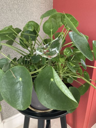 Customer photo review of Mon petit oiseau - Le Jardin de Mamie®