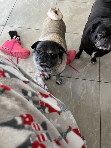 Customer photo review of Cow Ears For Dogs