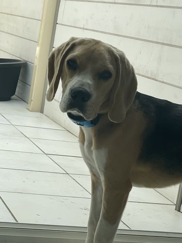 Customer photo review of Collier Anti Aboiement PuppySafe