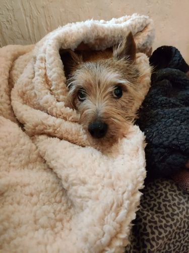 Customer photo review of Brew Biscuits with Bacon Dog Treats