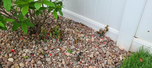 Customer photo review of Foam Herbicide Applicator