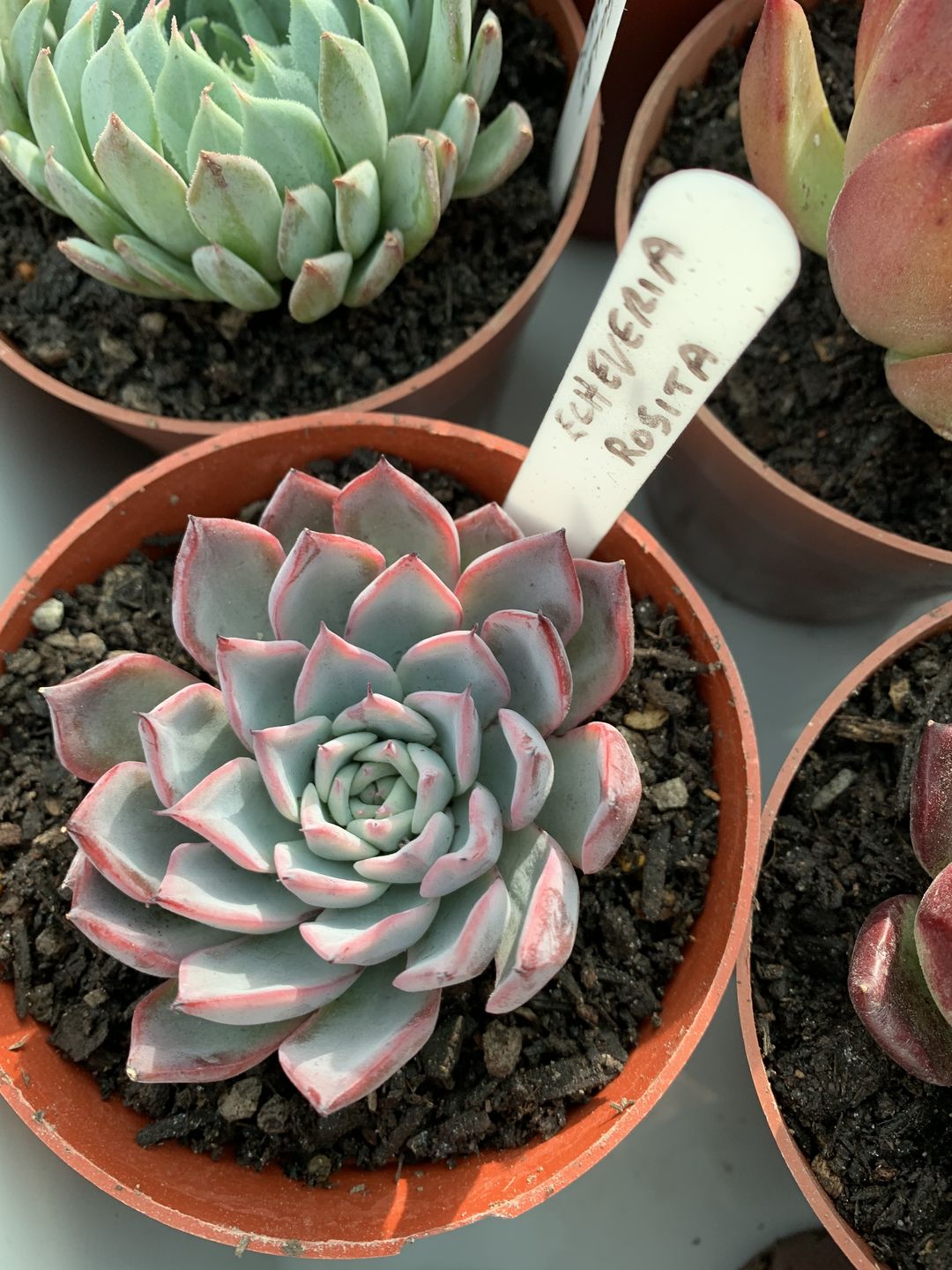 Customer photo review of Echeveria Rosita - Korean Form