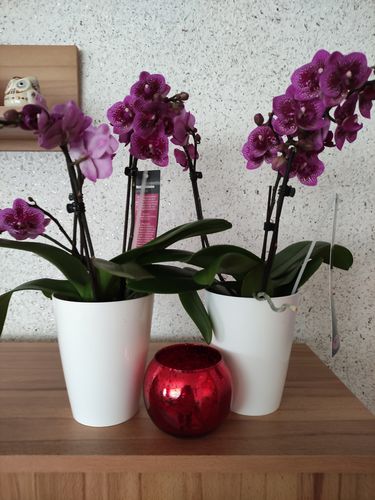 Customer photo review of Lila | Weiß gepunktetes Orchideen 2er Paket + Übertöpfe & 2 Lavendel Gratis