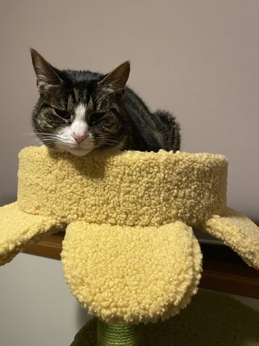 Customer photo review of ZEZE Sisal Scratching Posts with Flower and Leaf Platform