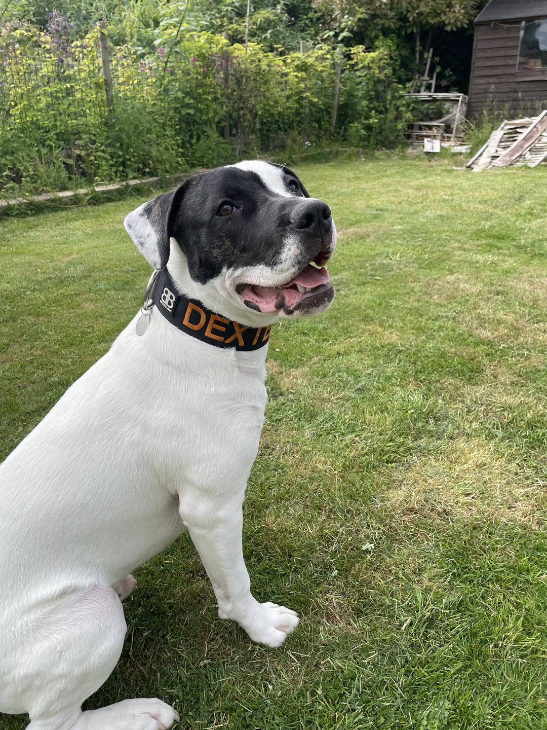 Customer photo review of 5cm Combat® Collar | Rated Clip - NO HANDLE - Black v2.0